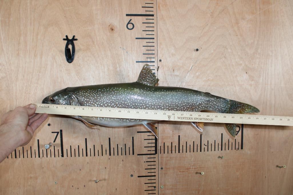 *Real Skin* BROOK TROUT Fish Mount - 6