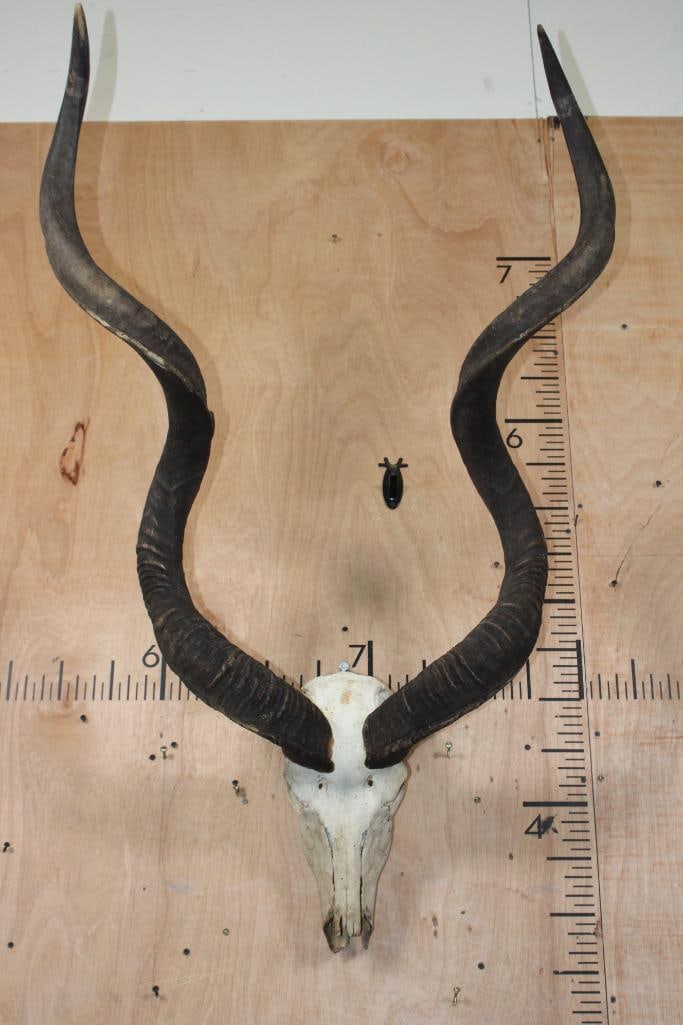 Big KUDU Skull: Big KUDU Skull. The Left Horn measures 54.25" and the Right Horn measures 53" around the Spiral Ridge. It is missing some teeth and has a damaged nose. TAXIDERMY SKULLS 