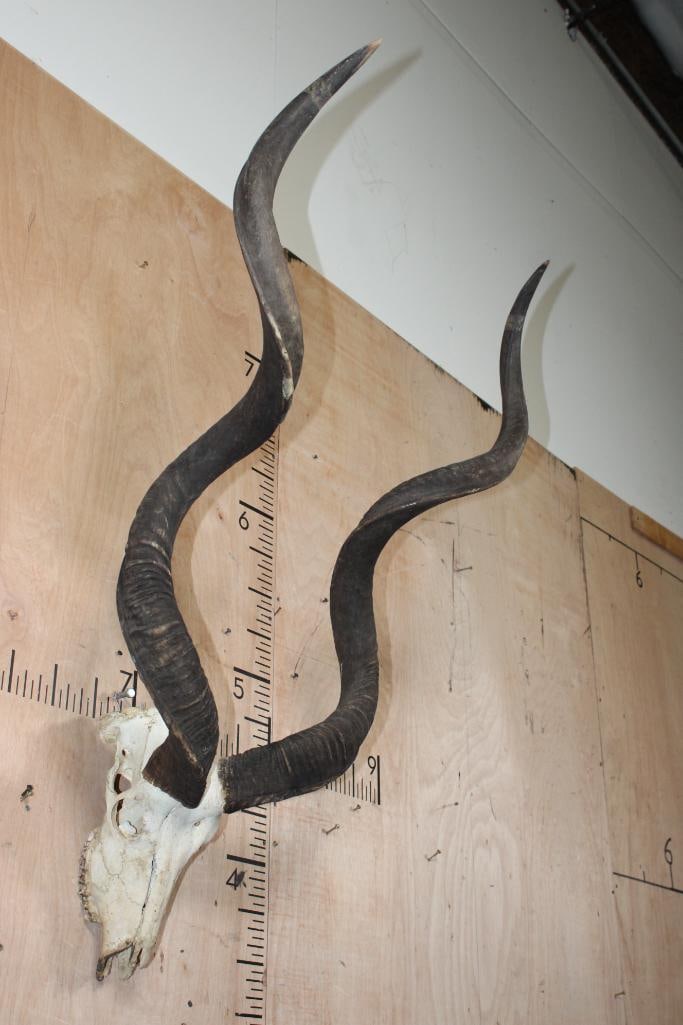 Big KUDU Skull - 2
