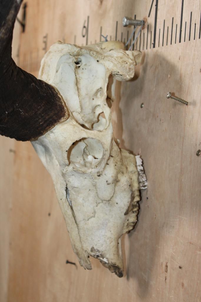 Big KUDU Skull - 4