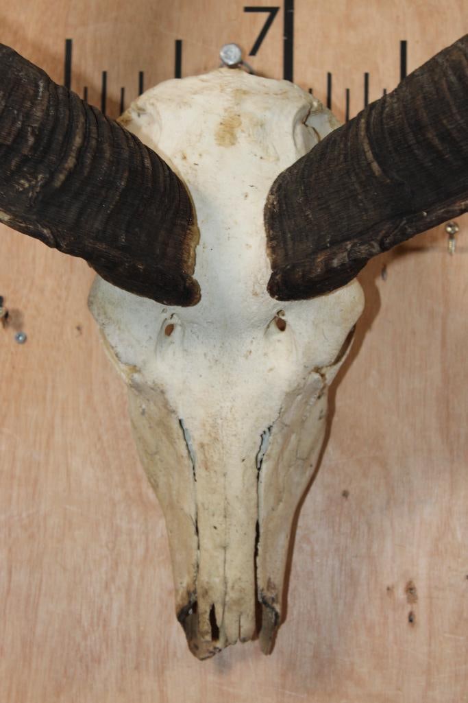 Big KUDU Skull - 5