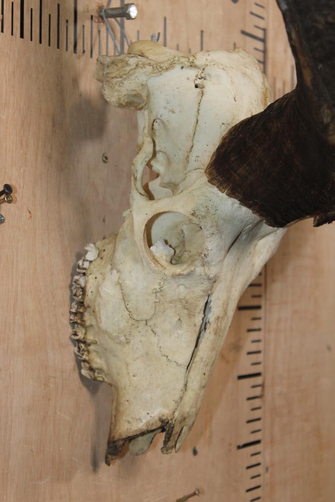 Big KUDU Skull - 6