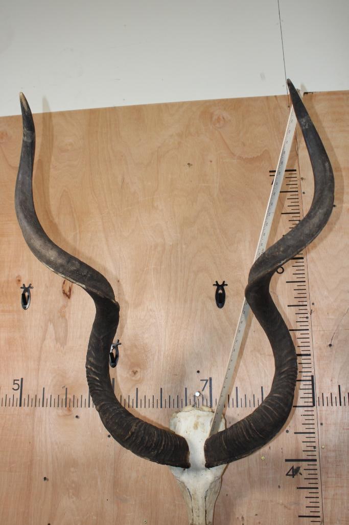Big KUDU Skull - 7