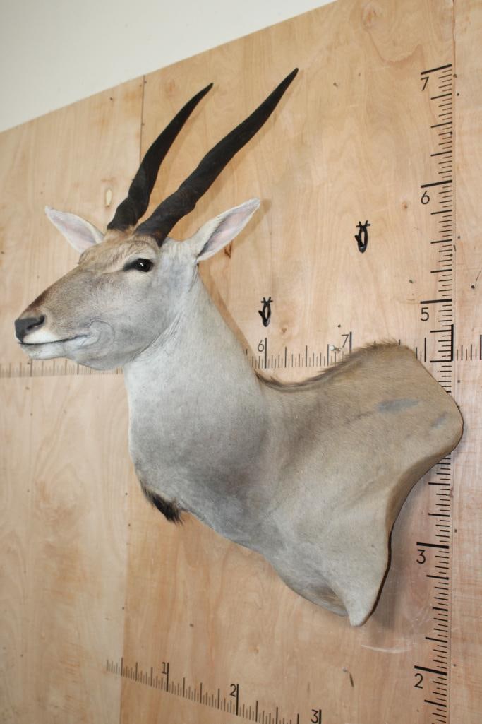 XXL ELAND COW Wall Pedestal - 2