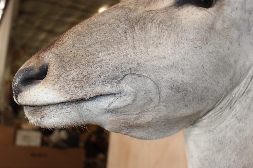 XXL ELAND COW Wall Pedestal - 3