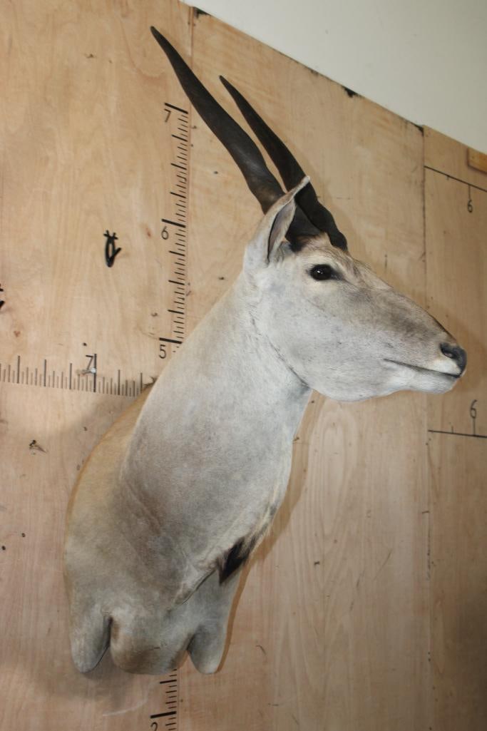 XXL ELAND COW Wall Pedestal - 4