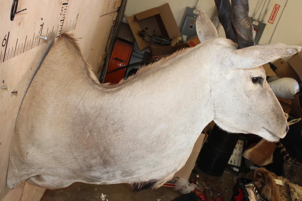 XXL ELAND COW Wall Pedestal - 5