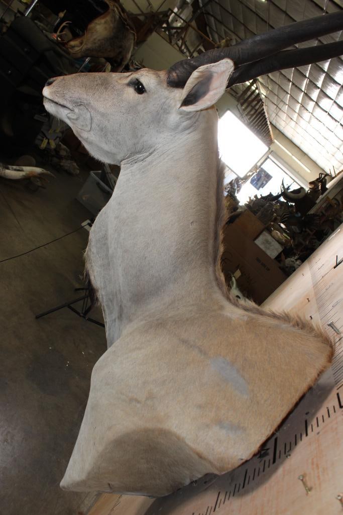 XXL ELAND COW Wall Pedestal - 6