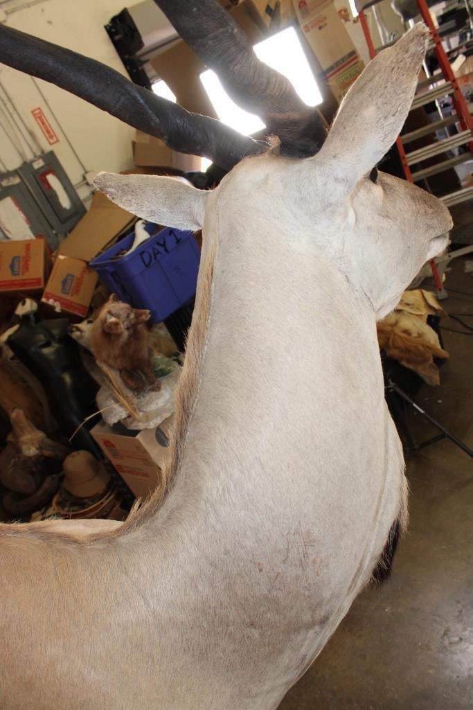 XXL ELAND COW Wall Pedestal - 7