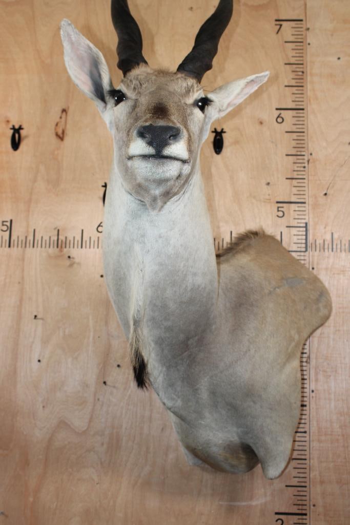 XXL ELAND COW Wall Pedestal - 9