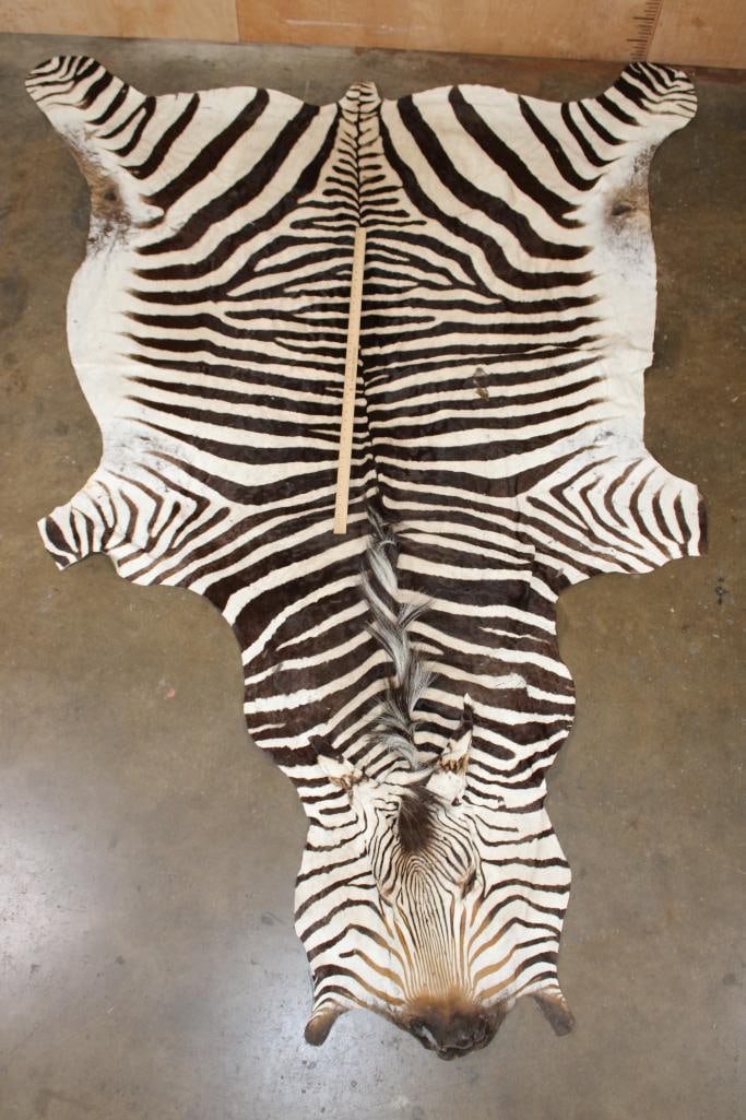 ZEBRA HIDE or ZEBRA RUG - 2