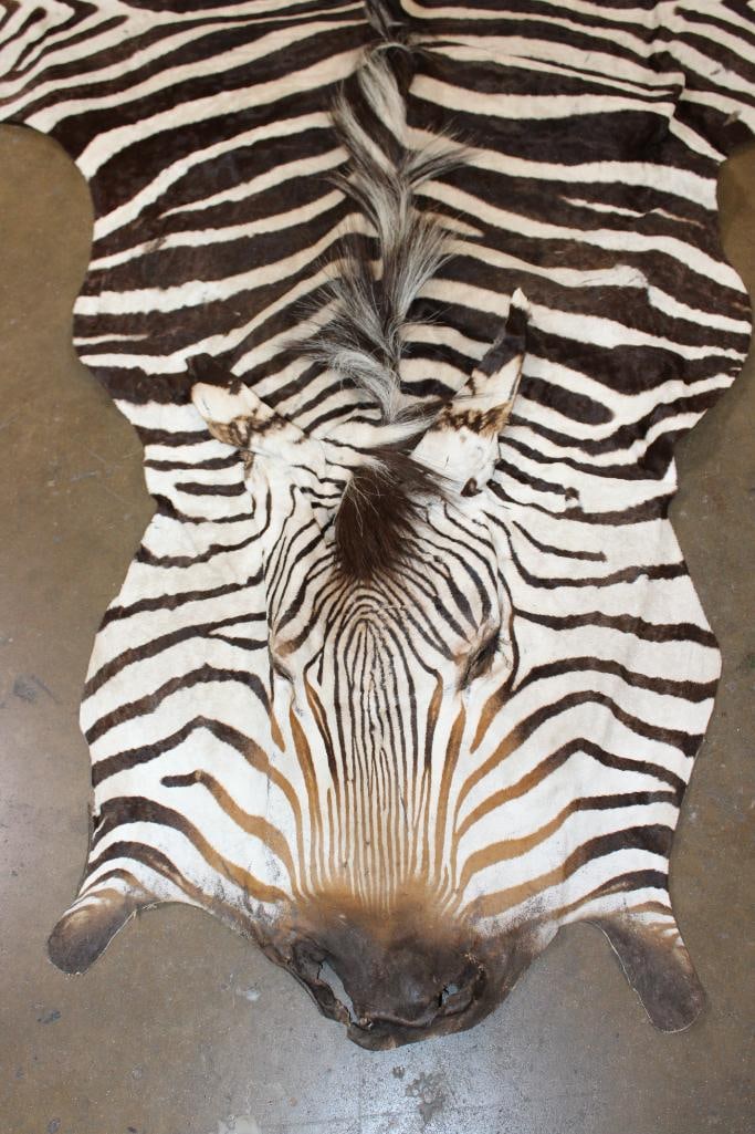 ZEBRA HIDE or ZEBRA RUG - 5