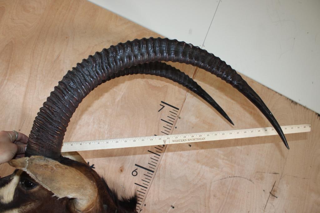 SABLE Shoulder Mount - 10