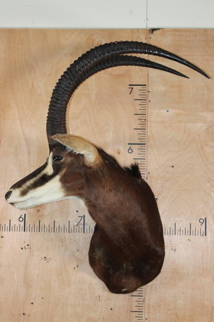 SABLE Shoulder Mount: SABLE Shoulder Mount. The Left Horn measures 42.75" Long and 10" around the Horn Base. The Right Horn measures 41.5" Long and 10" around the Horn Base. Both ears have damage and glue repairs.