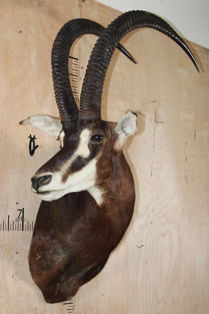 SABLE Shoulder Mount - 2