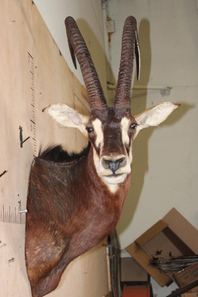 SABLE Shoulder Mount - 3