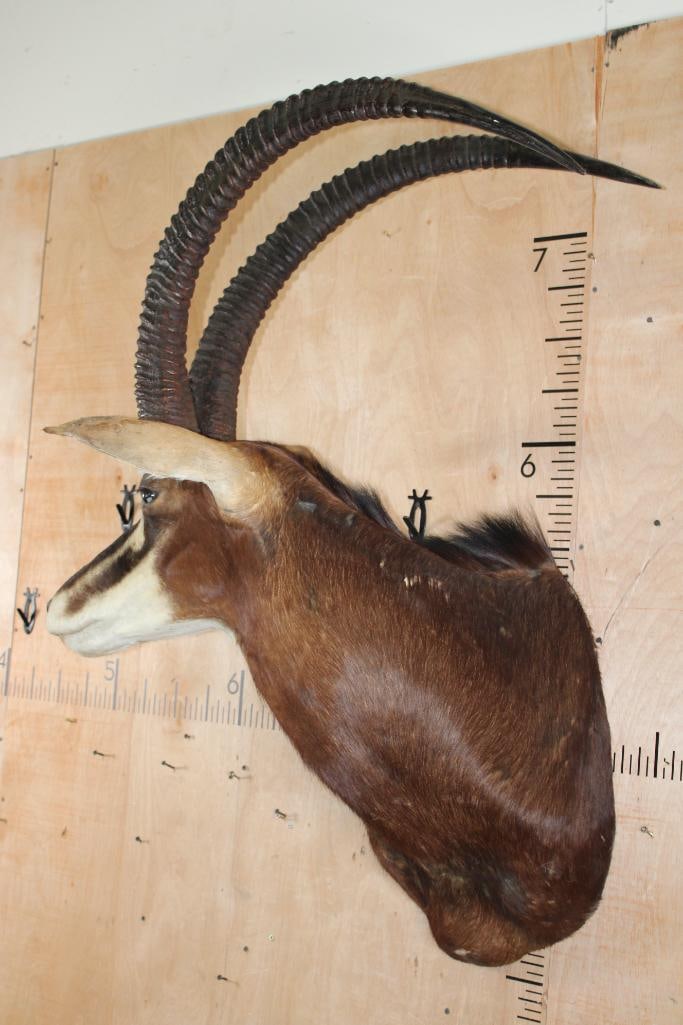 SABLE Shoulder Mount - 4