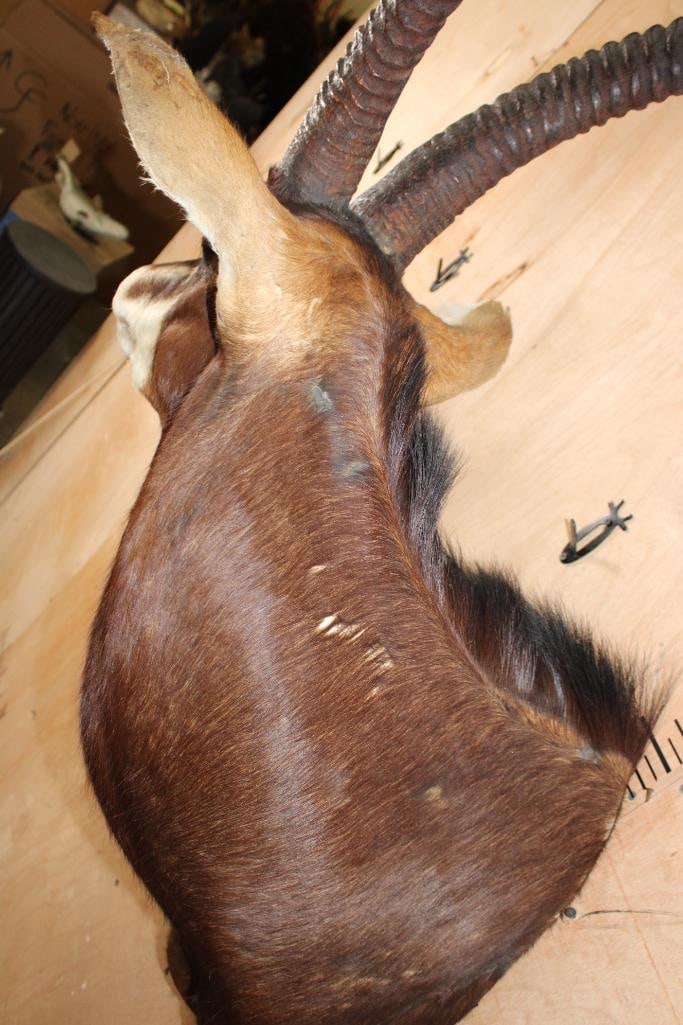 SABLE Shoulder Mount - 5