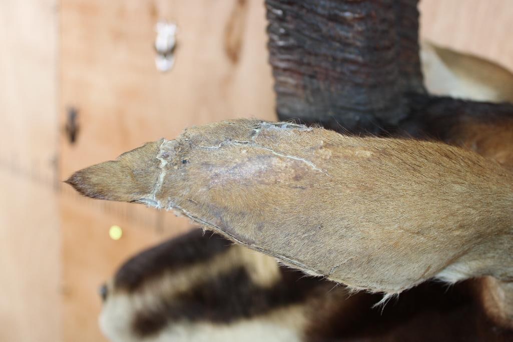 SABLE Shoulder Mount - 6