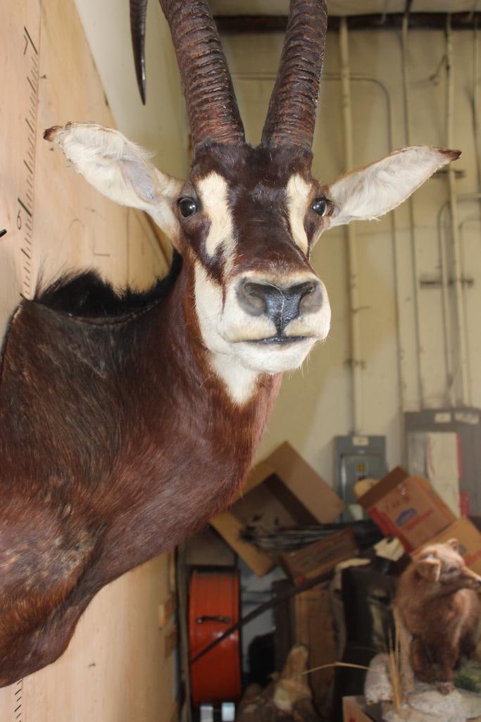 SABLE Shoulder Mount - 9