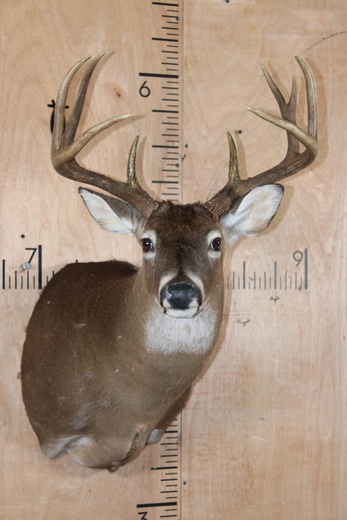 9-Point WHITETAIL DEER Shoulder Mount: 9-Point WHITETAIL DEER Shoulder Mount. It has an 18 7/8" Spread and a few minor hide rubs. TAXIDERMY 