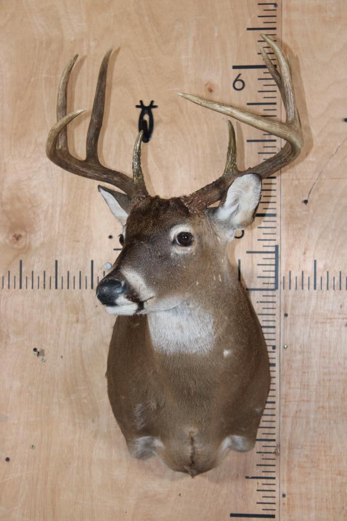 9-Point WHITETAIL DEER Shoulder Mount - 2