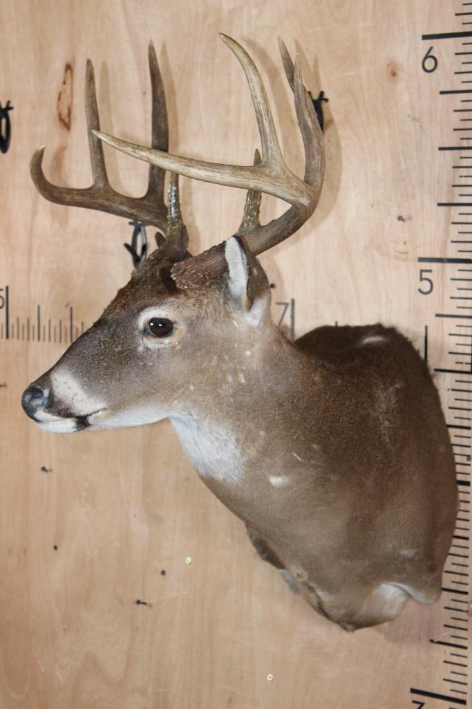 9-Point WHITETAIL DEER Shoulder Mount - 3