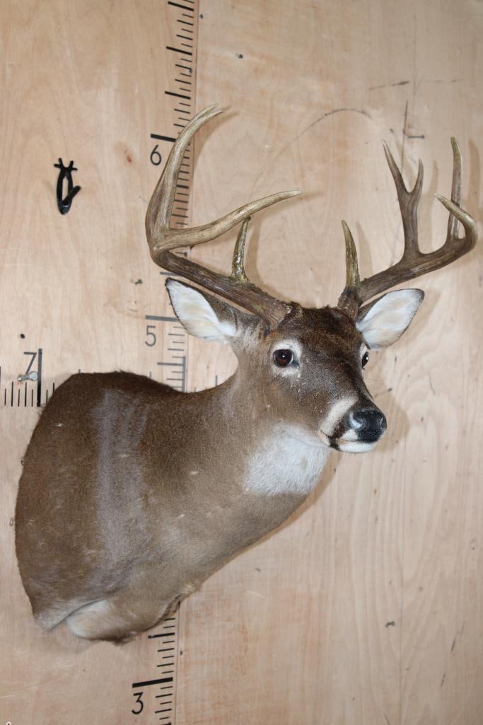 9-Point WHITETAIL DEER Shoulder Mount - 4