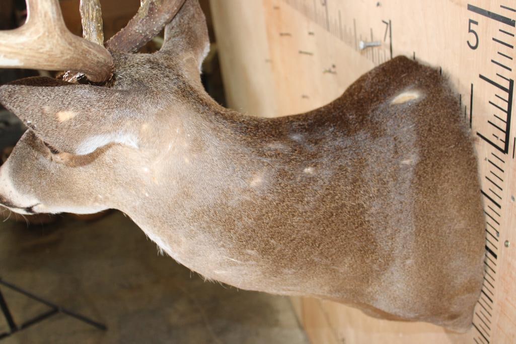 9-Point WHITETAIL DEER Shoulder Mount - 5