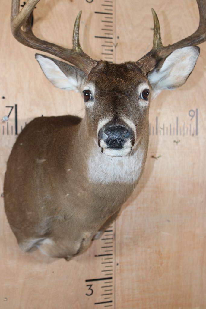 9-Point WHITETAIL DEER Shoulder Mount - 6