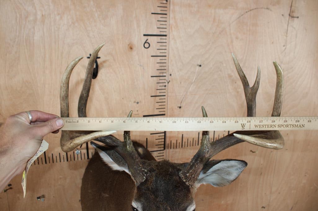 9-Point WHITETAIL DEER Shoulder Mount - 7