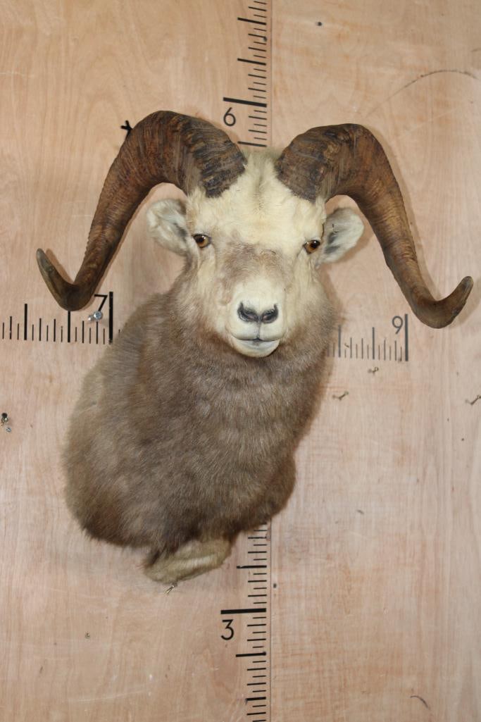 XXL SNOW SHEEP Shoulder Mount (1 of 7)