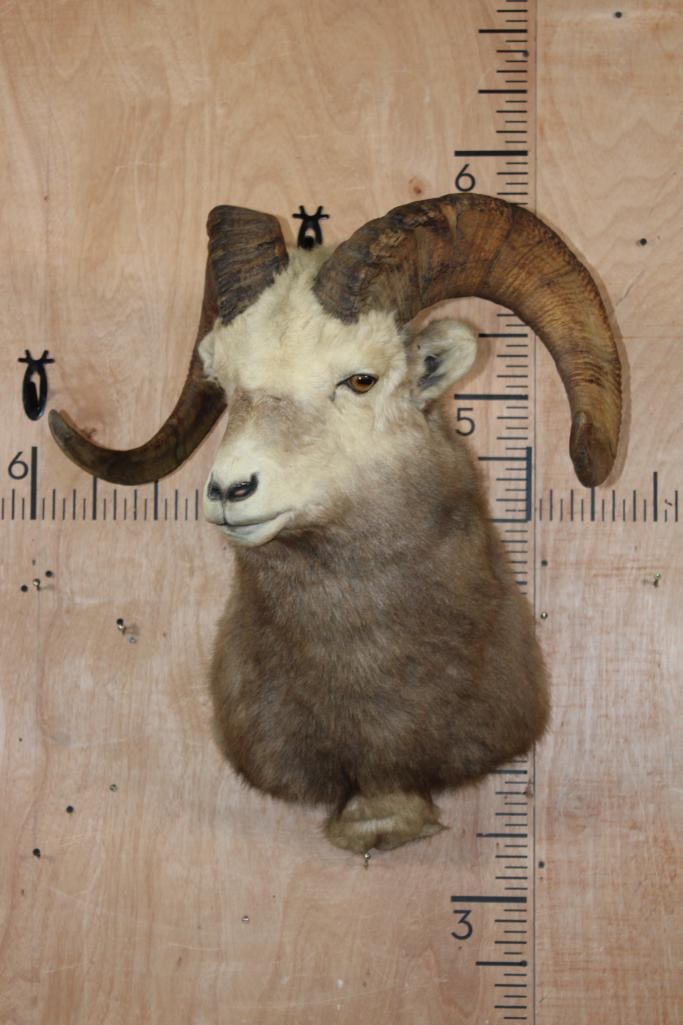 XXL SNOW SHEEP Shoulder Mount - 2