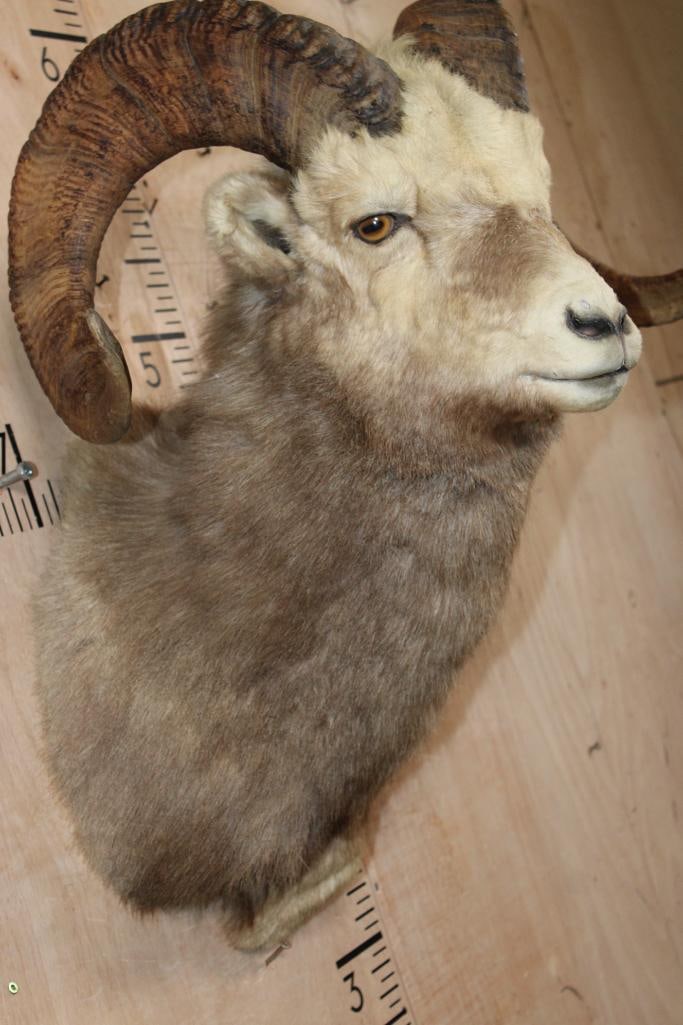 XXL SNOW SHEEP Shoulder Mount - 5