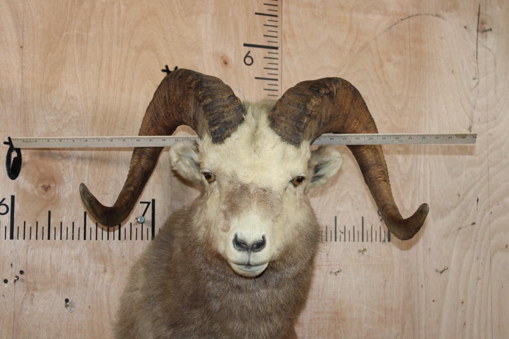 XXL SNOW SHEEP Shoulder Mount - 7