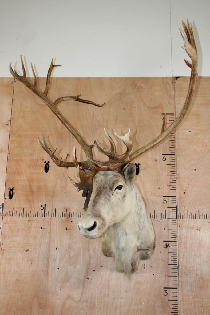 XXL 39-Point CARIBOU Shoulder Mount - 2