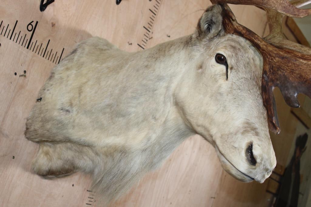 XXL 39-Point CARIBOU Shoulder Mount - 5