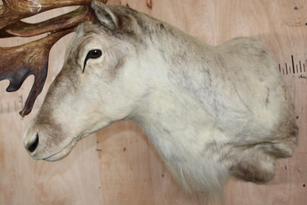 XXL 39-Point CARIBOU Shoulder Mount - 6