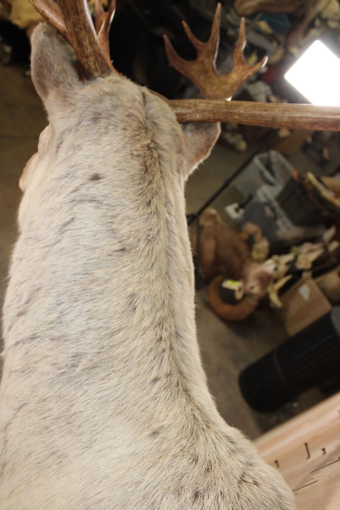 XXL 39-Point CARIBOU Shoulder Mount - 7