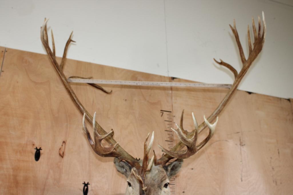 XXL 39-Point CARIBOU Shoulder Mount - 8