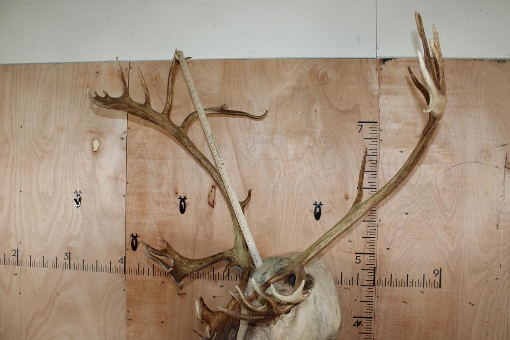 XXL 39-Point CARIBOU Shoulder Mount - 9