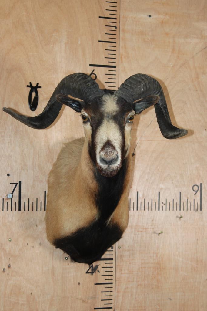CORSICAN SHEEP Shoulder Mount (1 of 9)