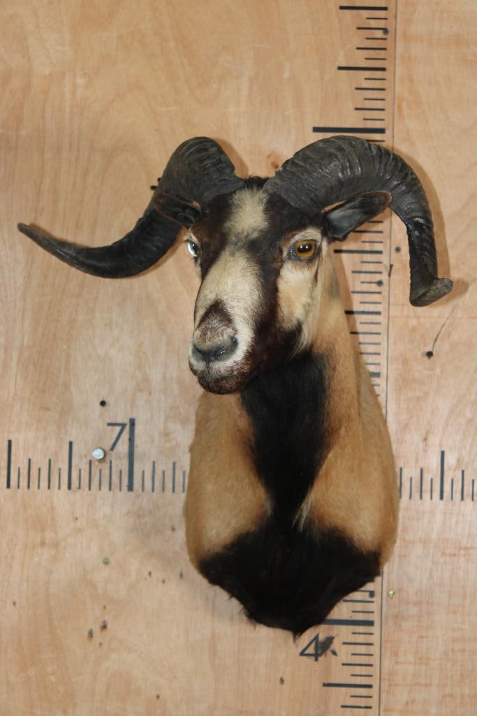 CORSICAN SHEEP Shoulder Mount - 2
