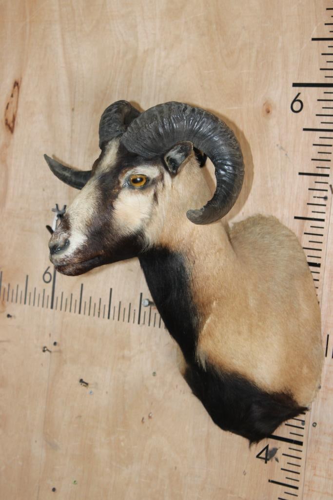 CORSICAN SHEEP Shoulder Mount - 3