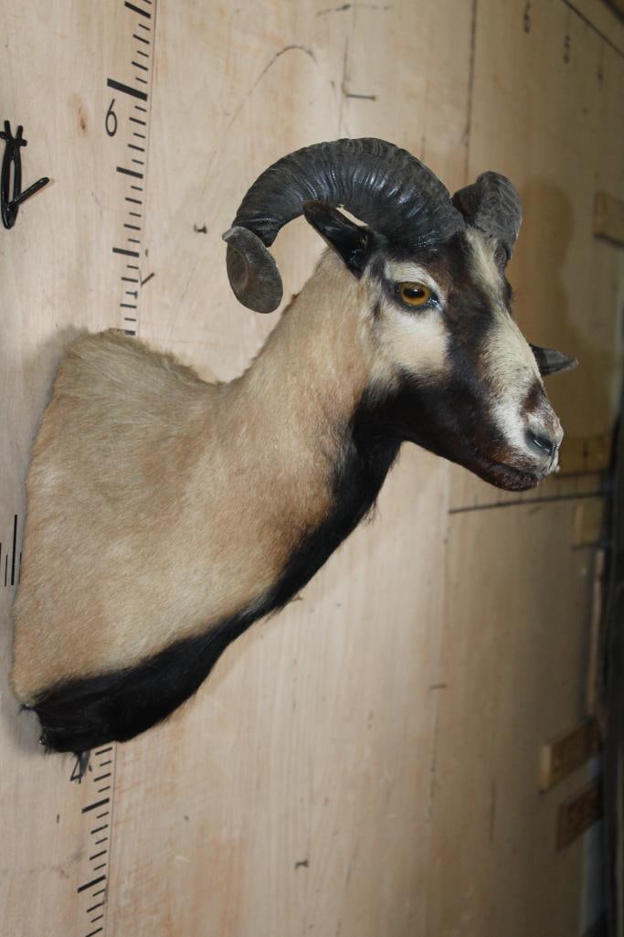 CORSICAN SHEEP Shoulder Mount - 4