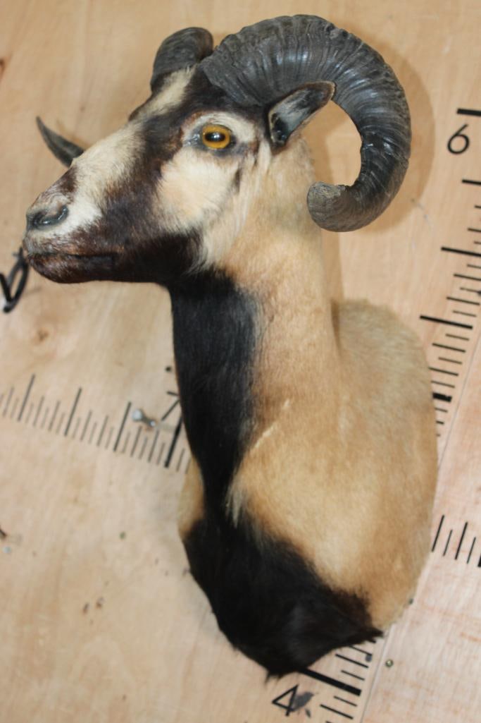 CORSICAN SHEEP Shoulder Mount - 6