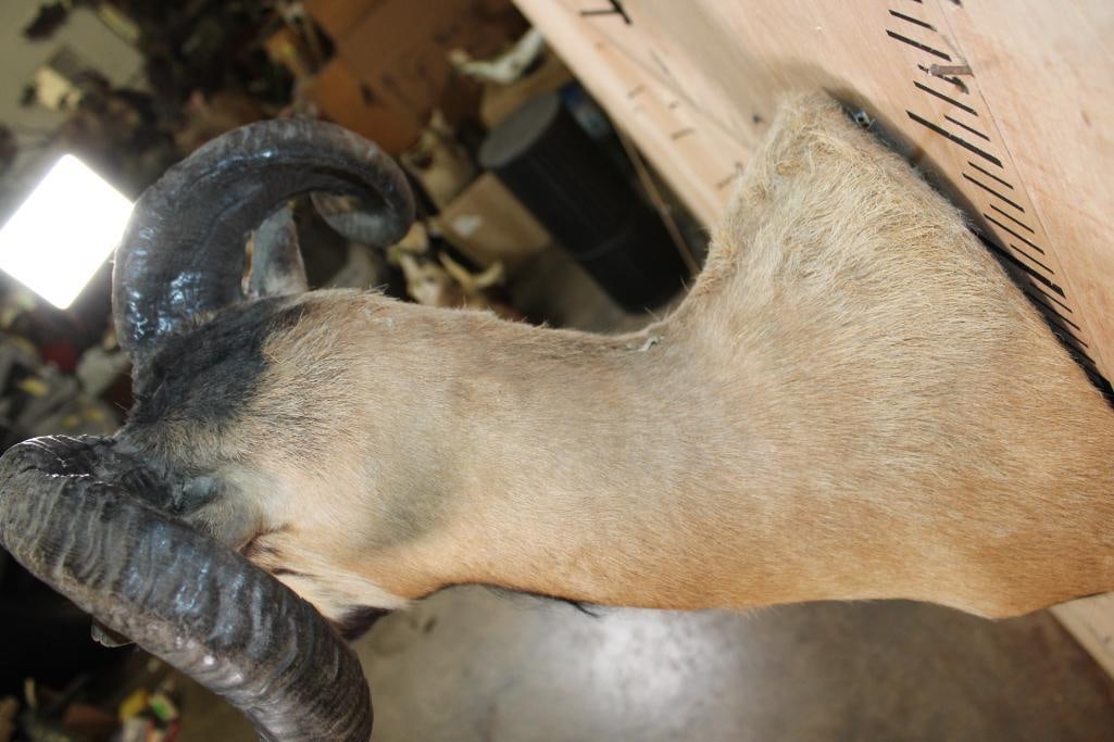 CORSICAN SHEEP Shoulder Mount - 7