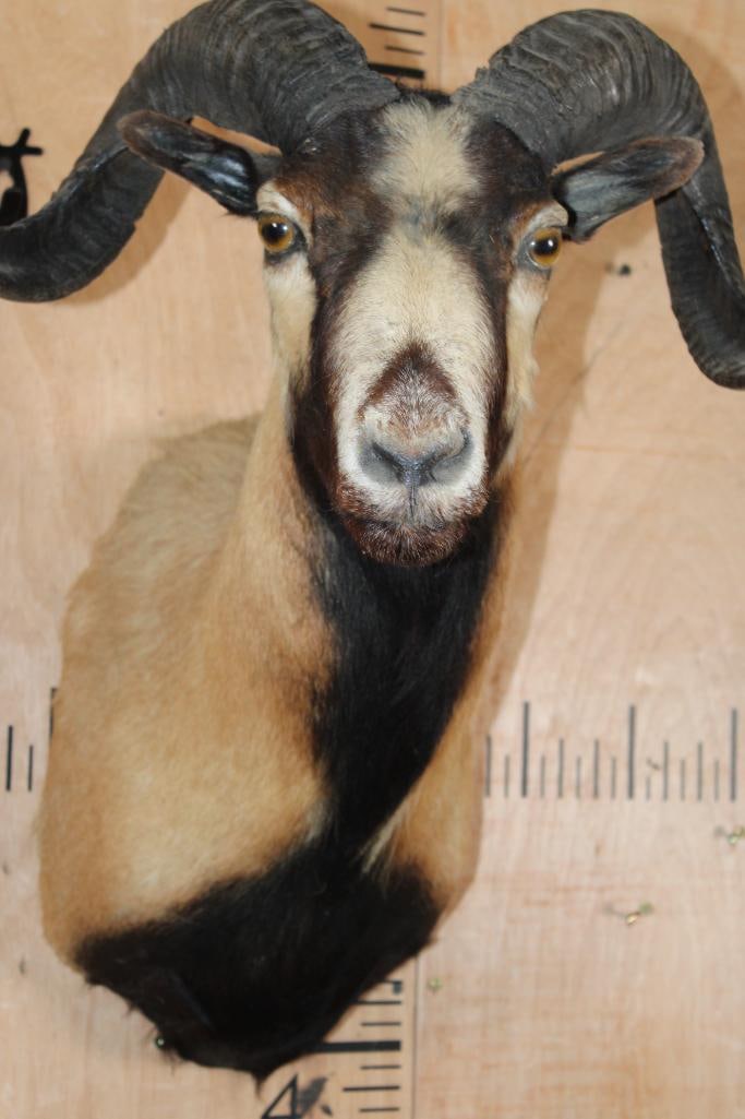 CORSICAN SHEEP Shoulder Mount - 8