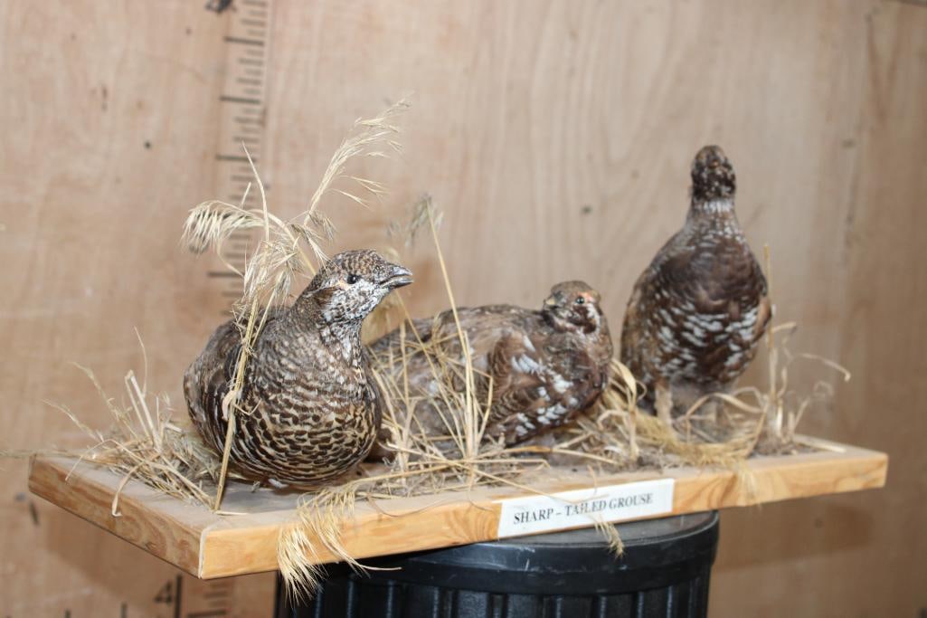 3 SHARP-TAILED GROUSE on a Wood Base - 2