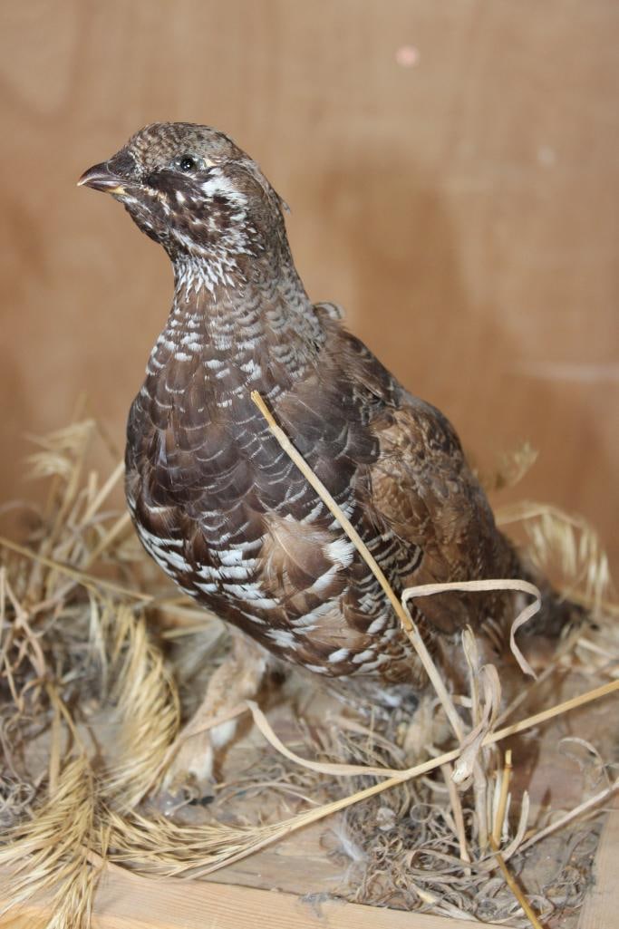 3 SHARP-TAILED GROUSE on a Wood Base - 4